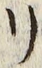 “リ”字