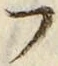 𡨸フ