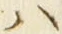 “ハ”字