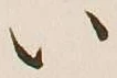 字い