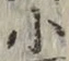 글자 小