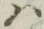Located 𛂞