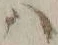 字ハ