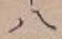 字八