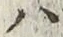 字ハ