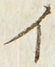 「イ」字