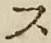 字ス