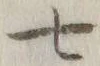 字七