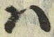 字は