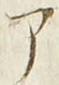 「ア」字