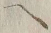 字ヘ