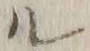 字ル