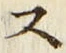 𡨸ス