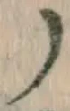 文字 ノ
