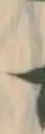 Đã định vị 匹