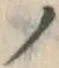 字ノ
