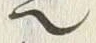 𡨸也
