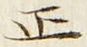 Character 正