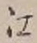字江
