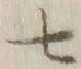 字七