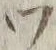 文字 ツ