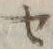 字セ