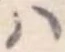 位置定マレル𛂞