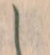 글자 し