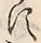 「す」字