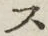 𡨸ス
