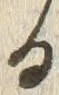 文字 る