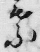 글자 葉