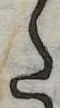 Đã định vị 𛁠