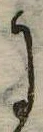 Đã định vị 𛂌