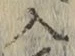 字入