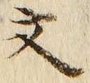 𡨸文