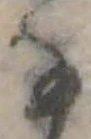 Đã định vị 𛂂