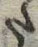 Đã định vị 𛁠