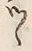 “つ”字