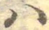 𛂞の位置