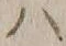 字ハ