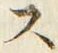 𡨸ス