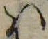 Đã định vị 𛂞