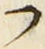 𡨸フ