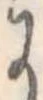 Đã định vị 𛂌