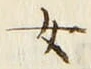 字女
