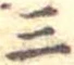 位置定マレル三