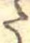 Đã định vị 𛁠