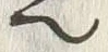 𡨸也