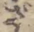 Đã định vị ざ